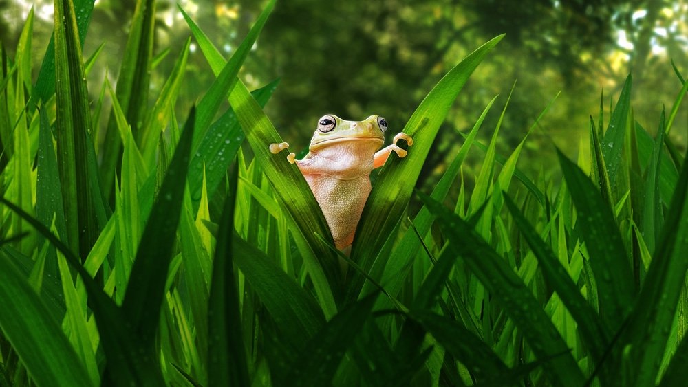 Background